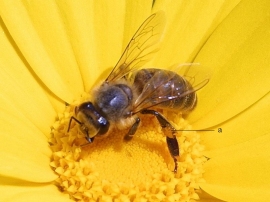 bee-on-yellow-flower